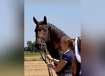 Westfaal, Merrie, 9 Jaar, 170 cm, Donkerbruin