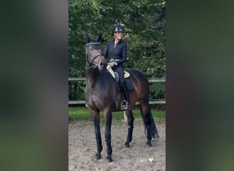 Westfaal, Merrie, 9 Jaar, 170 cm, Donkerbruin