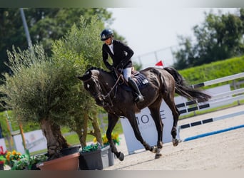 Westfaal, Merrie, 9 Jaar, 170 cm, Donkerbruin
