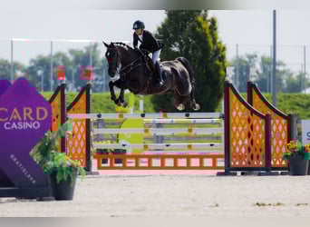 Westfaal, Merrie, 9 Jaar, 170 cm, Donkerbruin