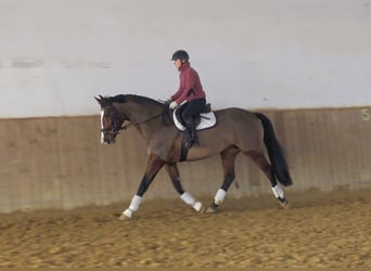 Westfaal, Merrie, 9 Jaar, 170 cm, Roodbruin