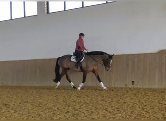 Westfaal, Merrie, 9 Jaar, 170 cm, Roodbruin