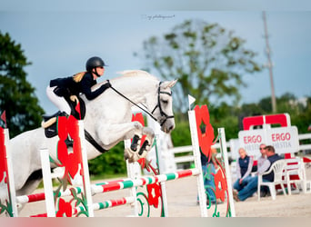 Westfaal, Merrie, 9 Jaar, 170 cm, Schimmel