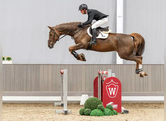 Westfaal, Merrie, 9 Jaar, 170 cm, Vos