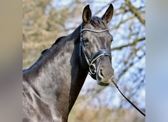 Westfaal, Merrie, 9 Jaar, 170 cm, Zwartbruin