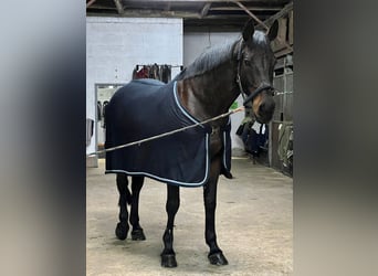 Westfaal, Merrie, 9 Jaar, 170 cm, Zwartbruin