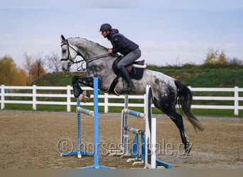 Westfaal, Merrie, 9 Jaar, 171 cm, Schimmel