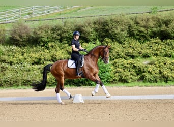 Westfaal, Merrie, 9 Jaar, 172 cm, Bruin