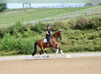 Westfaal, Merrie, 9 Jaar, 172 cm, Bruin