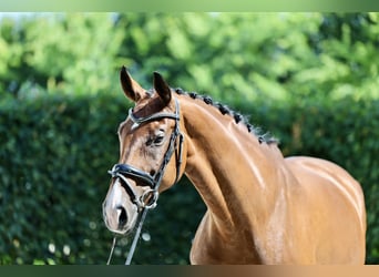 Westfaal, Merrie, 9 Jaar, 172 cm, Bruin