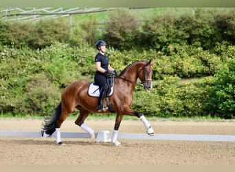 Westfaal, Merrie, 9 Jaar, 172 cm, Bruin