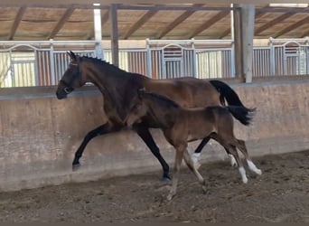 Westfaal, Merrie, 9 Jaar, 172 cm, Bruin