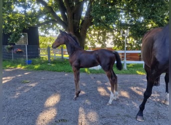 Westfaal, Merrie, 9 Jaar, 172 cm, Bruin