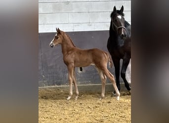 Westfaal, Merrie, 9 Jaar, 172 cm, Bruin