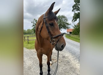 Westfaal, Merrie, 9 Jaar, 173 cm, Bruin