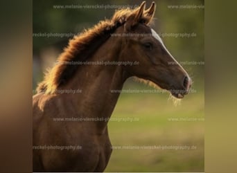 Westfaal, Merrie, Veulen (04/2025), 167 cm, Donkere-vos