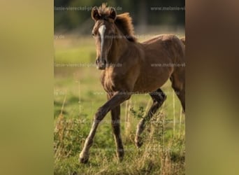 Westfaal, Merrie, Veulen (04/2025), 167 cm, Donkere-vos