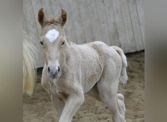 Westfaal, Merrie, veulen (02/2023), 167 cm, Palomino