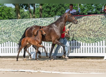 Westfaal, Merrie, Veulen (05/2026), 168 cm, Bruin