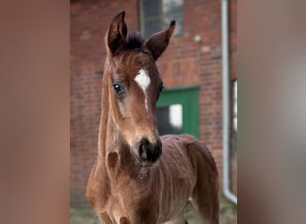 Westfaal, Merrie, veulen (03/2024), 168 cm, Donkerbruin