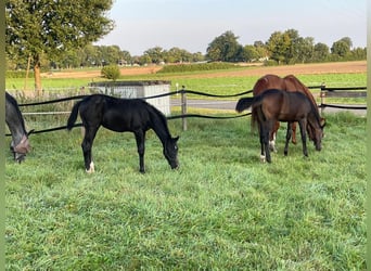 Westfaal, Merrie, veulen (03/2024), 168 cm, Donkerbruin