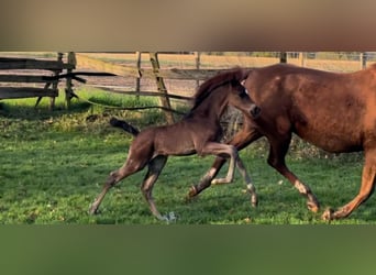 Westfaal, Merrie, veulen (03/2024), 168 cm, Donkerbruin