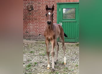 Westfaal, Merrie, veulen (03/2024), 168 cm, Donkerbruin