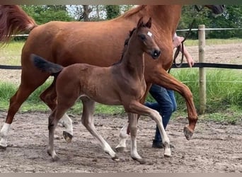 Westfaal, Merrie, veulen (03/2024), 168 cm, Donkerbruin