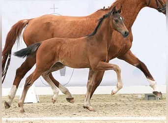 Westfaal, Merrie, veulen (03/2024), 168 cm, Donkerbruin