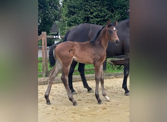 Westfaal, Merrie, Veulen (06/2025), 168 cm, Donkerbruin