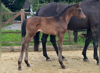 Westfaal, Merrie, Veulen (06/2025), 168 cm, Donkerbruin