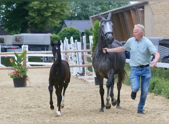 Westfaal, Merrie, veulen (05/2024), 168 cm, Zwartbruin