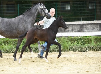 Westfaal, Merrie, veulen (05/2024), 168 cm, Zwartbruin