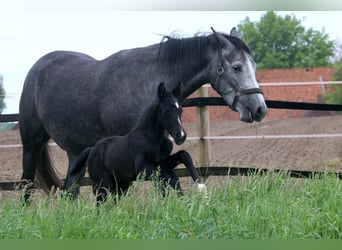 Westfaal, Merrie, veulen (05/2024), 168 cm, Zwartbruin