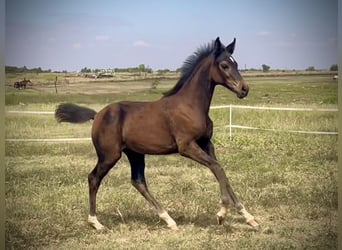 Westfaal, Merrie, veulen (05/2024), 168 cm, Zwartbruin