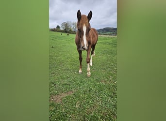 Westfaal, Merrie, Veulen (03/2025), 169 cm, Donkere-vos