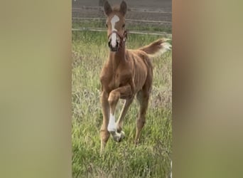 Westfaal, Merrie, Veulen (03/2025), 169 cm, Donkere-vos