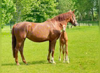 Westfaal, Merrie, Veulen (03/2025), 169 cm, Donkere-vos