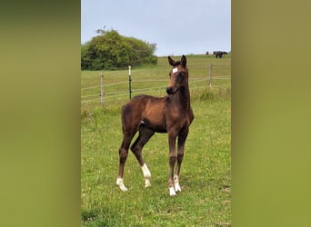 Westfaal, Merrie, , 170 cm, Donkerbruin