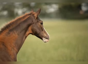 Westfaal, Merrie, , 170 cm, Donkere-vos