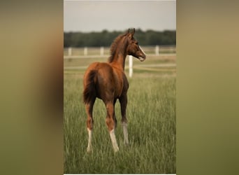 Westfaal, Merrie, , 170 cm, Donkere-vos
