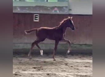 Westfaal, Merrie, , 170 cm, Donkere-vos