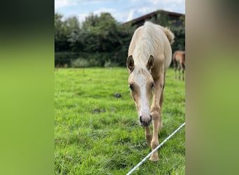Westfaal, Merrie, veulen (03/2023), 170 cm, Palomino