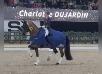 Westfaal, Merrie, Veulen (05/2025), 170 cm, Vos