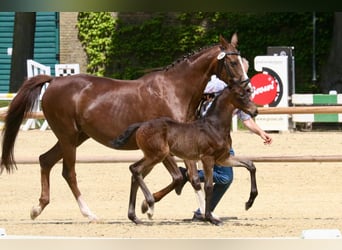 Westfaal, Merrie, Veulen (05/2025), 170 cm, Zwartbruin