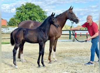 Westfaal, Merrie, Veulen (05/2025), 170 cm, Zwartbruin