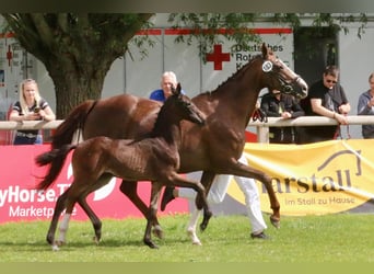 Westfaal, Merrie, Veulen (05/2025), 170 cm, Zwartbruin