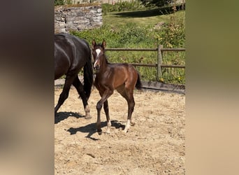 Westfaal, Merrie, Veulen (04/2026), 170 cm, Zwartbruin