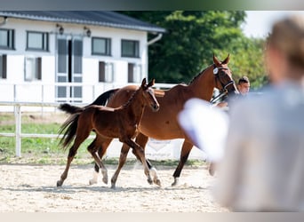 Westfaal, Merrie, veulen (06/2024), 172 cm, Bruin