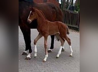 Westfaal, Merrie, , 172 cm, Donkere-vos
